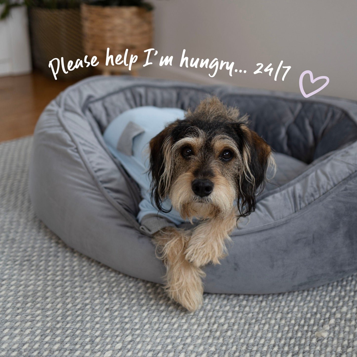 Long John Dog Pyjamas - Blue