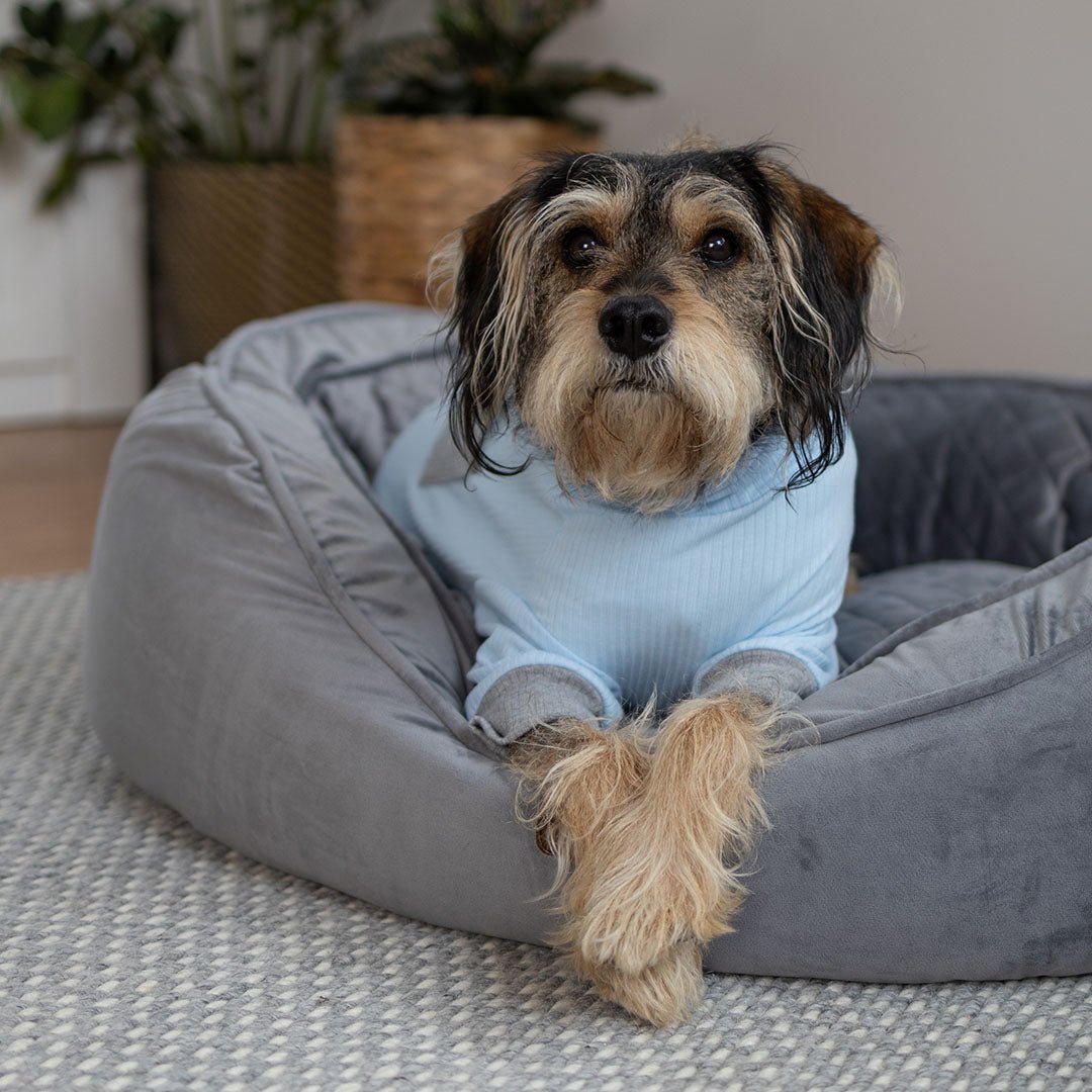 Long John Dog Pyjamas - Blue