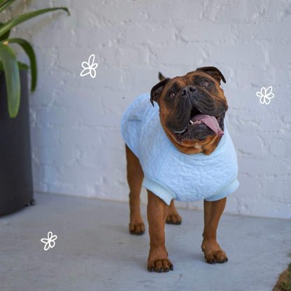 Flower Dog Jacket - Blue