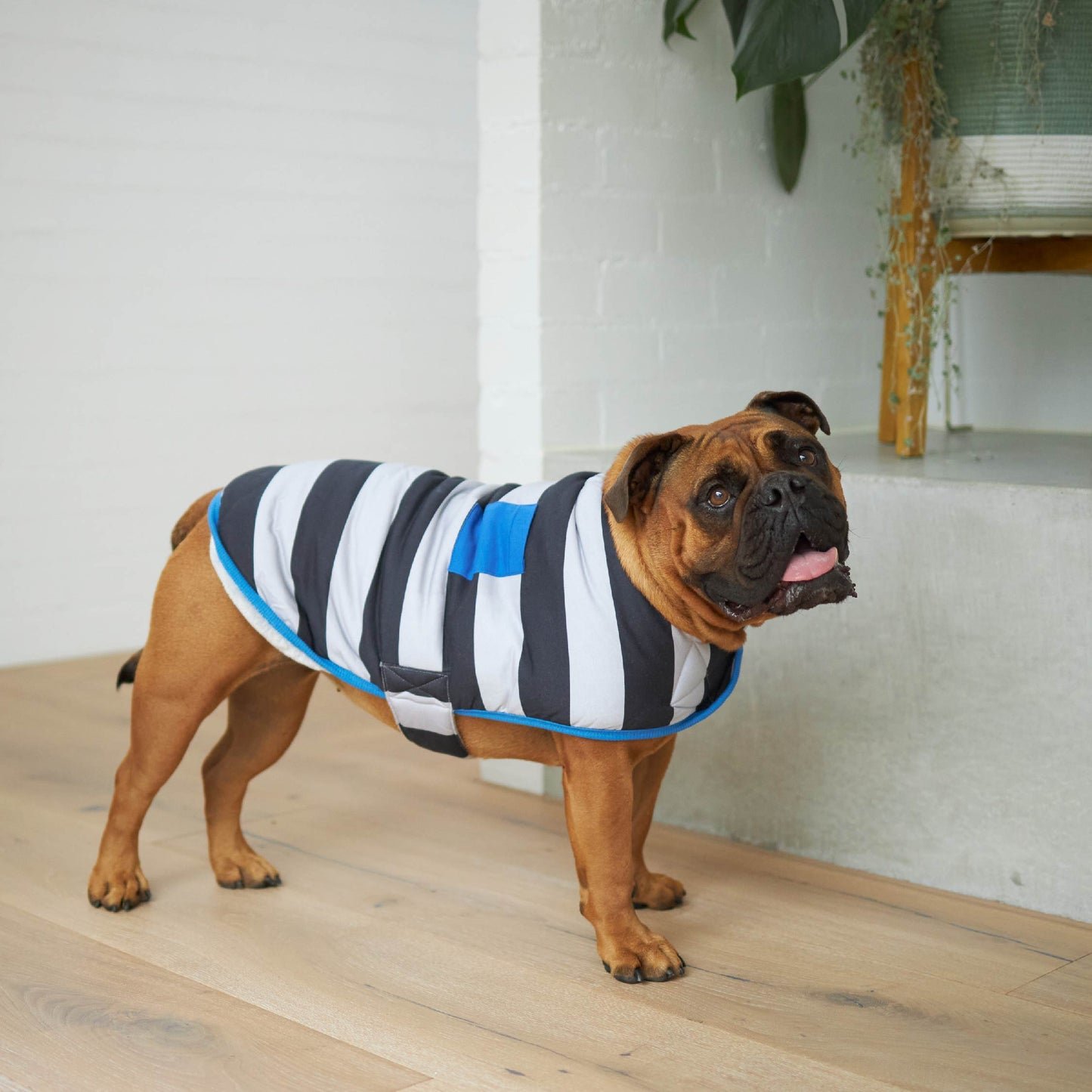 Chunky Stripe Dog Snuggie