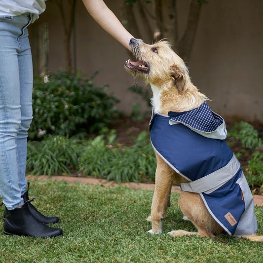 Cosy Dog Raincoat - Lagoon